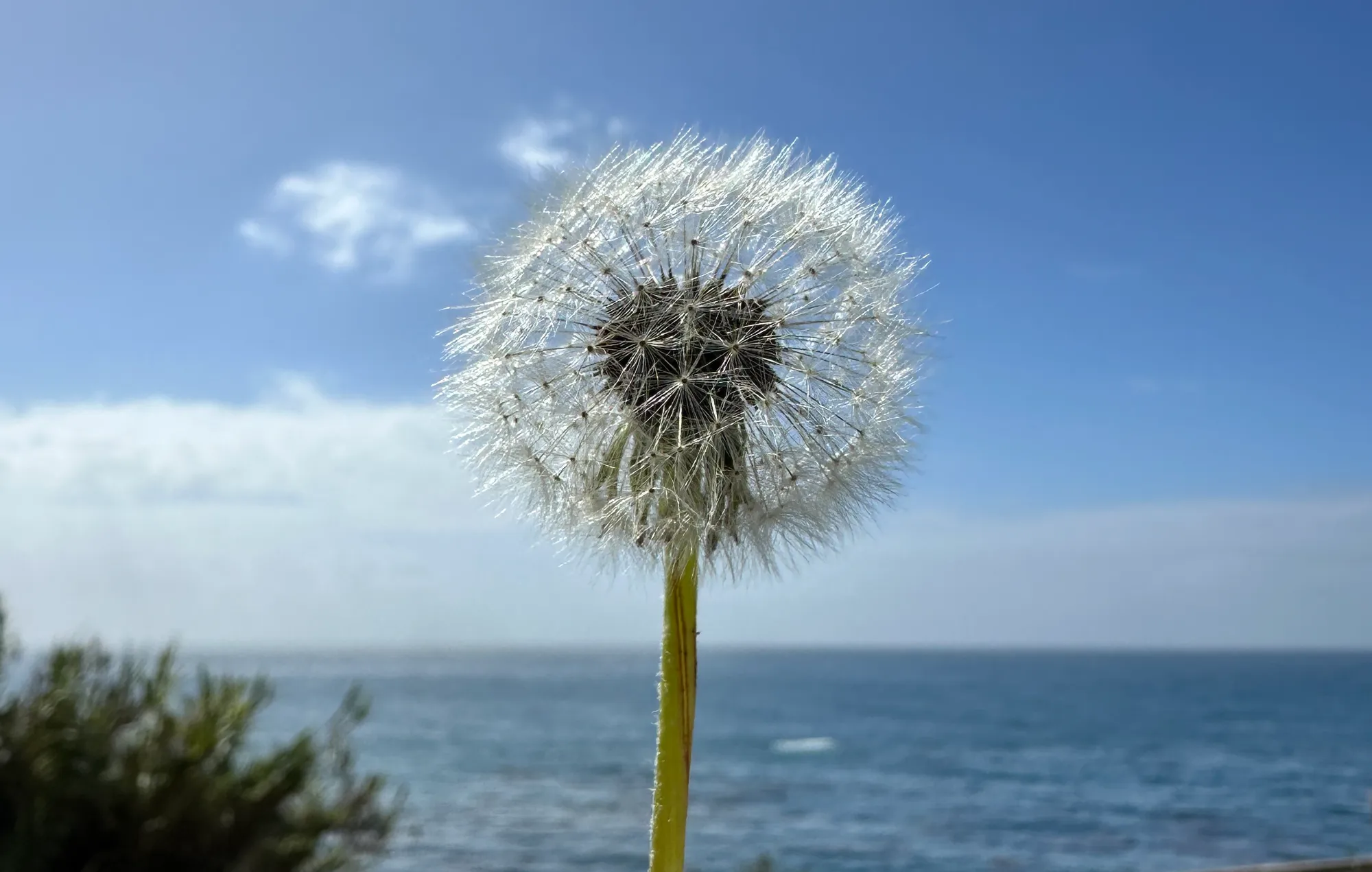 Dandelion seed head against the sky and ocean